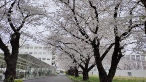 神奈川工科大学 校内の桜